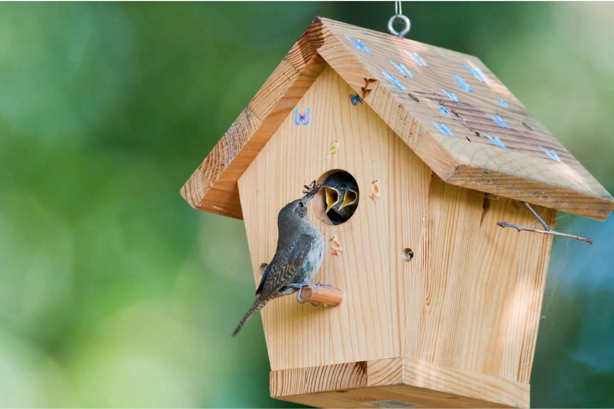 Ein Vogel sitzt vor einem hölzernen Vogelhaus und füttert seine Jungen, die mit geöffneten Schnäbeln aus der Einflugöffnung schauen.